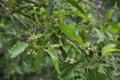 Chionanthus ramiflorus
